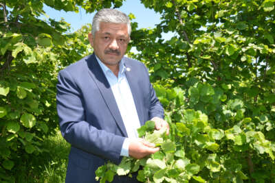 Yeni sezon fındık fiyatlarında 50 lira beklentisi