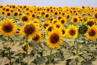 Ayçiçeği üreticisi yağmur bekliyor