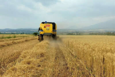 Buğday üreticisinin yüzü gülüyor
