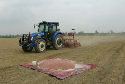 Çukurova'da yer fıstığı ekimi başladı