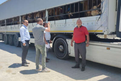 Doğu’dan batı illerine kurbanlık sevkiyatı başladı