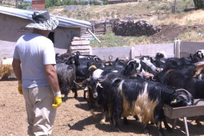 Elazığ’da kurbanlıklar görücüye çıktı: Fiyatlar 2 bin 500 liradan başlıyor