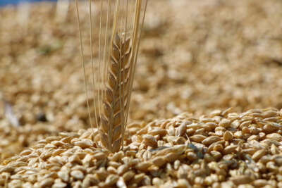 Elazığ’da yılın ilk arpa hasadı gerçekleştirildi