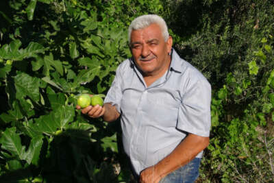 Erkenci incir üreticinin yeni gelir kapısı oldu