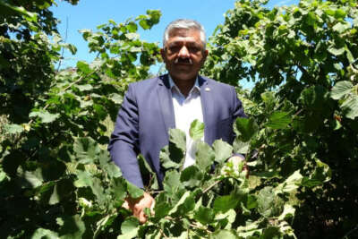 Fındıkta 'erken hasat' uyarısı