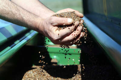 Gümüşhane’de karabuğday çiftçilerin umudu oldu