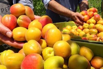 Kayısının altın yılı! Üreticinin yüzü iki kez güldü