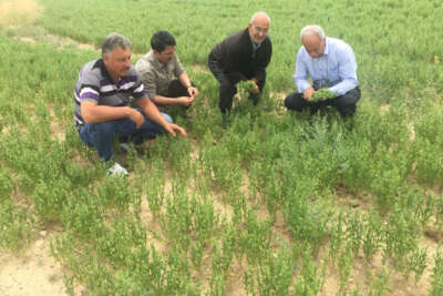 Kulu'da bu yıl mercimek, nohut ve kimyonda yüksek rekolte bekleniyor