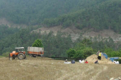 Orakla biçiyor, patozla harman çekiyorlar