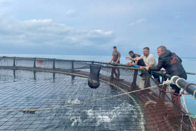 Ordu'dan Rusya’ya ve Japonya’ya Türk somonu