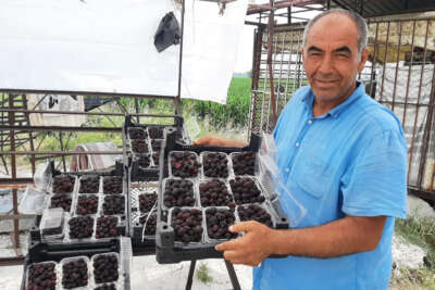 Sadece 5 dekardan 25 günde 300 bin lira kazanıyor