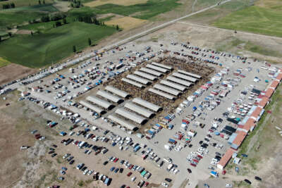 Türkiye’nin en büyük canlı hayvan pazarında kurban telaşı