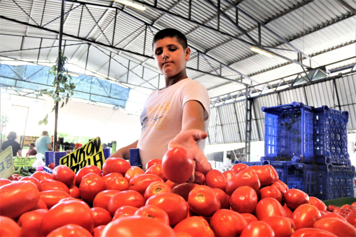Antalya’da dört gözle beklenen yayla domatesi pazarla buluştu