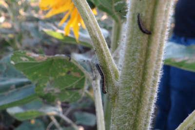 Bilecik’te ‘çayır tırtılı’ istilası 6 bin 500 dekar ayçiçeği zarar verdi