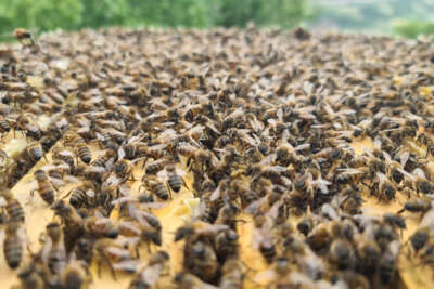 'Bingöl bal arısı' ile hem arı ölümlerinin önüne geçilecek hem de kalite artacak