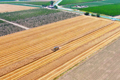 Bir zamanların pamuk diyarı artık tropik meyvelerle anılıyor