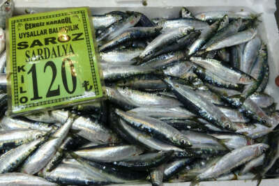 Çanakkale’de sardalyanın kilosu 120 lira oldu