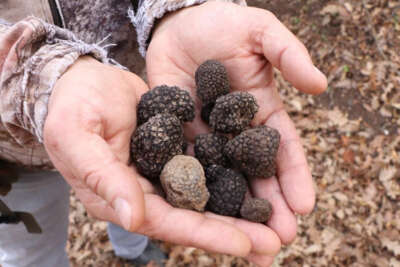 Dünyanın en pahalı mantarından yılda 225 kilo toplanabilecek