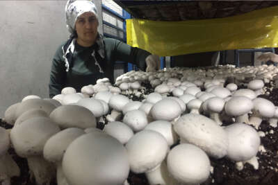 Evinin ardiyesinde mantar üretiyor siparişlere yetişemiyor