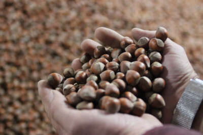 Fındık ihracatının üçte biri Trabzon’dan