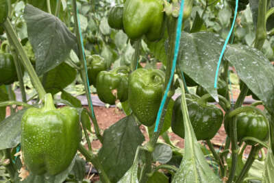 Kaliforniya biberinde ürün açığını Burdurlu üreticiler kapatacak