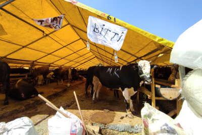 Kurban pazarında 'bitti' yazıları asıldı