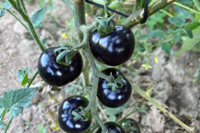 Meksika’daki arkadaşı ilham verdi, siyah domates görenleri şaşkına çeviriyor