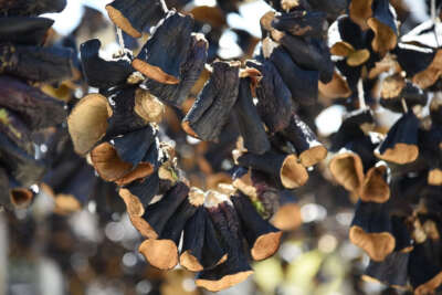 Nazilli’den dünyaya doğal lezzet: Kurutulmuş patlıcan