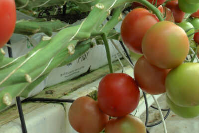 Nevşehir’den Ukrayna’ya domates ihracatı