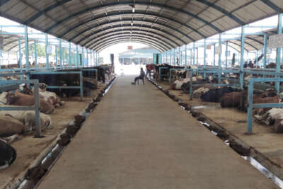 Pazarda kurbanlık var alıcı yok