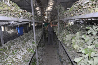 Sason'da ipek böceğinden bir ayda 1 milyon TL'lik kazanç sağlandı