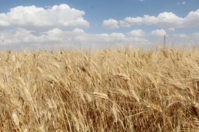 Siirt’te buğday hasadında sona gelindi, 125 bin ton verim bekleniyor