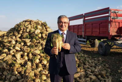 Sukkar, 530 bin ton pancar üretimi hedefliyor