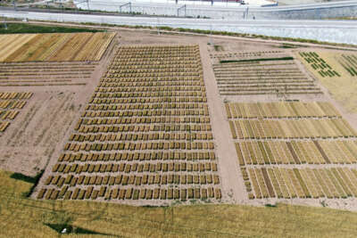 Türk bilim adamları 2 bin 500 genotip üzerinde çalışıyor