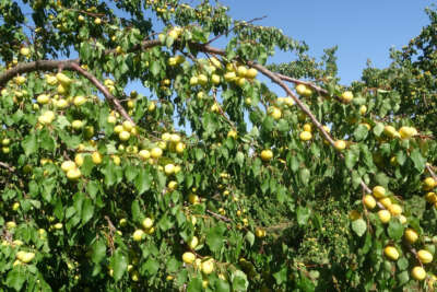 Yüksek rekolte ile sevinen kayısı üreticisi işçi bulamıyor