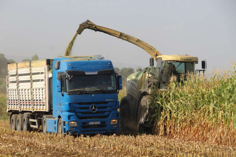 Alım garantili silajlık mısırın üretimi arttı: Beklenen rekolte 85 bin tonun üzerinde