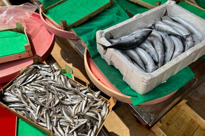Balıkçılar bu sezon bolluk bekliyor, 'Vira Bismillah' diyecekler