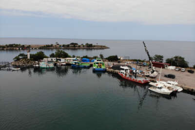Balıkçıların umudu palamut: 'Palamut şimdiden yarım kilograma ulaştı'