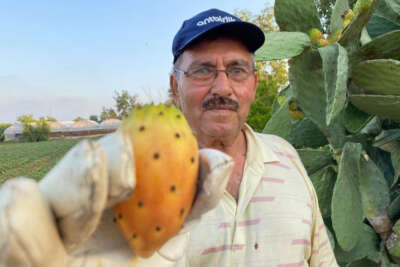 Doğada kendiliğinden yetişiyor, kilosu 60 TL’yi buluyor