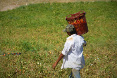 Domates tarlada 2 buçuk, markette 13 liraya satılıyor