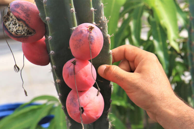 Ejder meyvesi ve Hint incirine alternatif 'Peru elması'