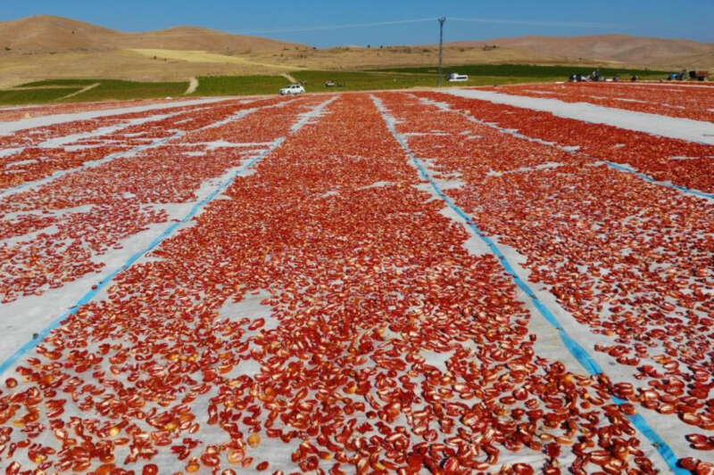 Elazığ’da üretilip kurutulan domatesler, dünya sofralarını süslüyor