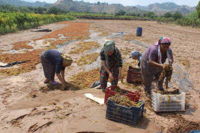 Manisa’da tonlarca üzümü sel suları götürdü