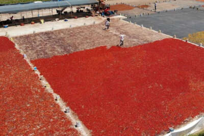 Şanlıurfa’da isotun acı serüveni başladı