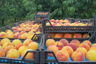 Şeftali dalında 3, tezgahta 10 TL