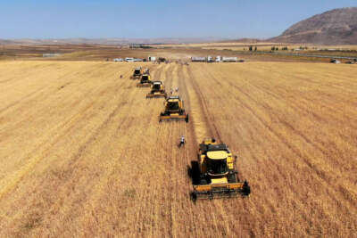 Sivas’ta hasadına başlandı, Türkiye’nin ihtiyacının yarısını karşılayacak