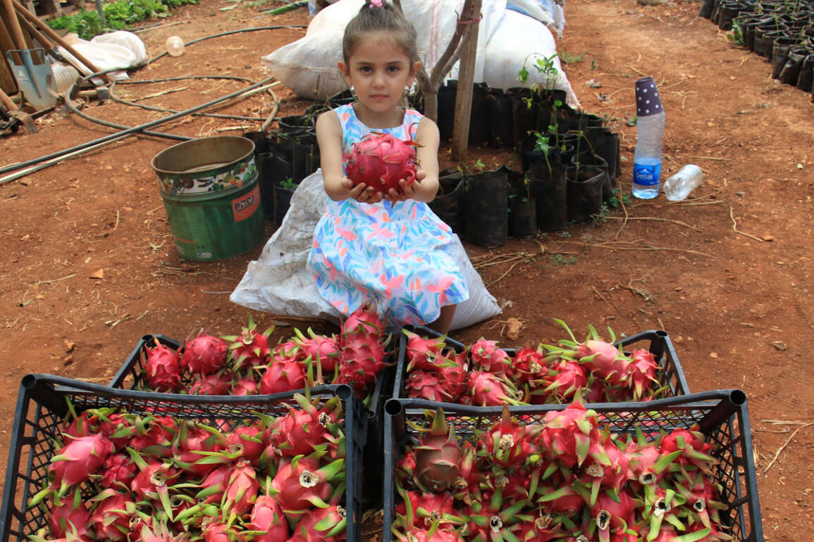 Tropikal meyvelerin en lezzetlisinin Kilosu 80 TL hasadına başlandı