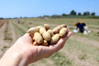 Yer fıstığında hasat zamanı: Kilosu 24 lira