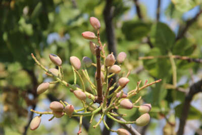 Antep Fıstığı üretimine başladılar kazançlarını 10’a katladılar