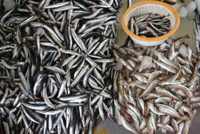 Av sezonunun başlamasıyla tezgâhlarda balık çeşitliliği arttı